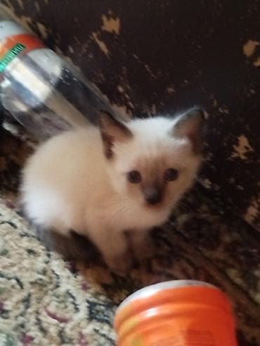 симс: Даром в хорошие руки! Тайские сиамцы! Котёнок с колор-пойнт окрасом — 1