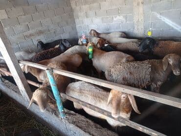 продажа щенков немецкой овчарки с документами в бишкеке: Продаю | Овца (самка) — 3