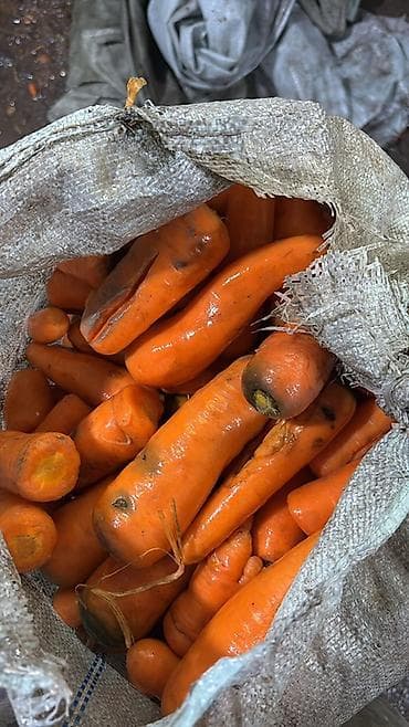 купить кукуруза: Морковь Оптом — 1