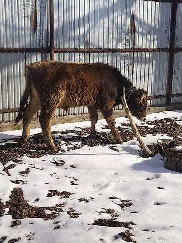 кожа коровы: Продаю | Бык (самец) | На откорм | Привязанные — 3