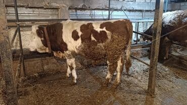 племенные коровы молочные купить: Продаю | Бык (самец) | Монбельярд | Для разведения, Для молока — 5