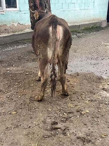 сколько стоит йоркширский терьер: Продаю | Корова (самка) | Швицкая | Для разведения, Для молока — 6