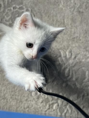 швейцарская кошка: Кошка даром: Сиамская, 2 месяца, Девочка, Приучена к лотку — 3