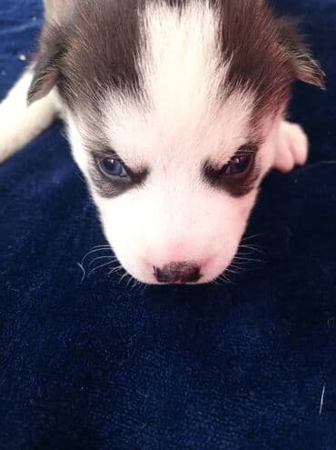 коровы самка: ПРОДАЮ СИБИРСКИЕ ЧИСТОКРОВНЫЕ ЩЕНКИ ХАСКИ. ЕСТЬ САМЕЦ И САМКИ. КУШАЮТ — 4