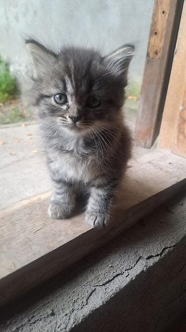отдам кошку в добрые руки: Девочка — 5