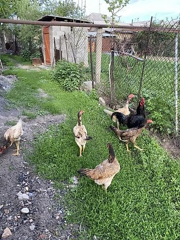 фазаны цыплята: Продаю | Куры, Петух | Дакан | Для разведения, Несушки, Для боев — 1