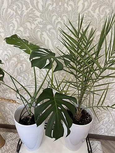 цветы комнотные: Комнатные растения в горшках Варианты из коллекции: - Фикус эластика — 7