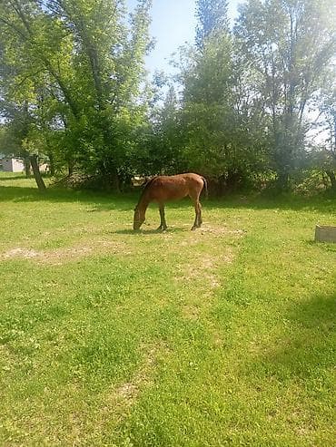 козу сатылат бишкек: Сатам | Тай | Көбөйтүү үчүн — 5