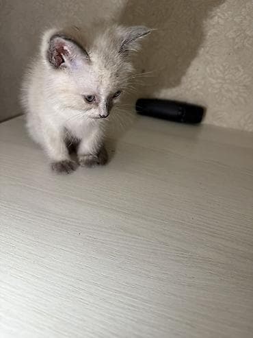 голубя: Котёнок окраса колор-пойнт (светлая шерсть с темными ушками, лапками и — 3