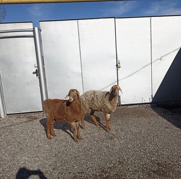 эдилбай кой: Продаю | Овца (самка) | Гиссарская, Эдильбаевская, Арашан | На забой, Для разведения, Для шерсти | Племенные, Матка, Ярка — 2