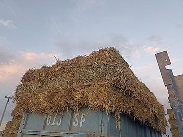 Продам Тюк! Ералаш камыш ячмень солома! 120сом Г Кара-балта? — 2