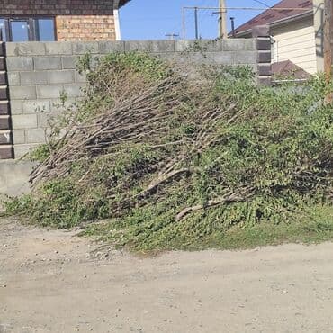автоматический секатор для обрезки деревьев: Дрова — 1