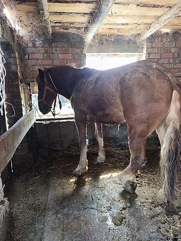 ат тарак: Продаю | Кобыла (самка) | Рабочий | Мерин — 4