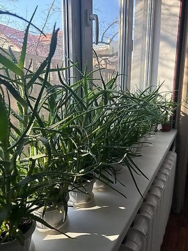 алое сок: Продаю алоэ — 4 года, крупные кусты! Бишкек. Рабочий городок — 7