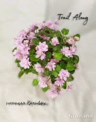 ультрафиолетовая лампа для растений: В продаже трейлерные (ампельные и кустовые)фиалки: детки, стартеры(от — 18