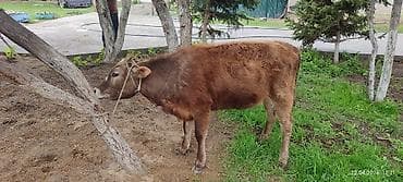 бараны цена бишкек: Продаю | Тёлка | На откорм, Для разведения, Для молока — 6