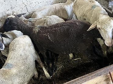 нитки продаю: Продаю | Овца (самка), Ягненок, Баран (самец) — 9