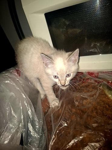 кошка мышык: Ищем новый любчщий дом для котят.Котята, домашние, игривые.кушают все — 3