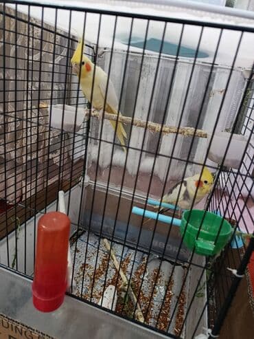 Зоотовары: Попугаи кореллы срочна продаю пара клетка большая.все комплекте и — 3