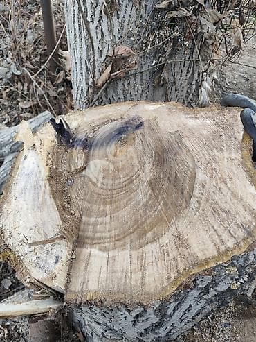 Продается ореховый ствол! Длина 6 метров диаметр 1 метр -+. цена