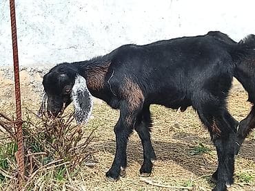 Продаю | Козлёнок | Для разведения