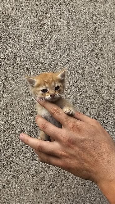 кошка в добрые руки: Кошка даром: Беспородная, 2 месяца, Девочка — 2
