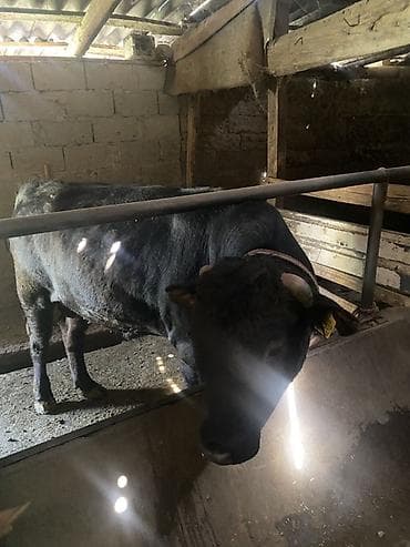 уй музо: Продаю | Бык (самец) | Ангус, Алатауская | На откорм | Племенные, Привязанные — 2