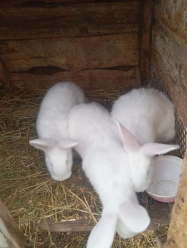 кролик баран: Продаю | Крольчата | Новозеландская, НЗК | Для разведения | Племенные — 2