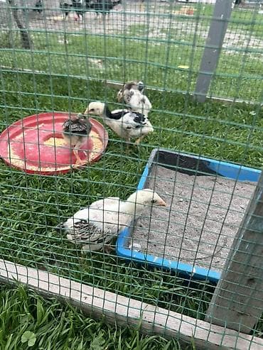 кормовые добавки: Продаю | Цыплята | Для разведения — 4