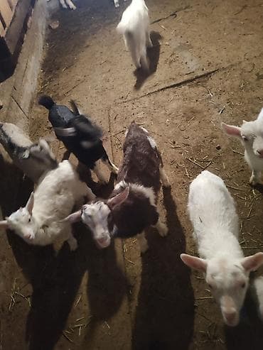 Продаю | Козлёнок | Полукровка | Для разведения | Племенные