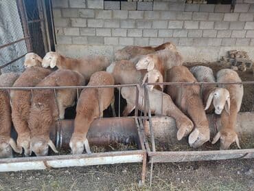Продаю | Ягненок | На забой | Ярка — 4