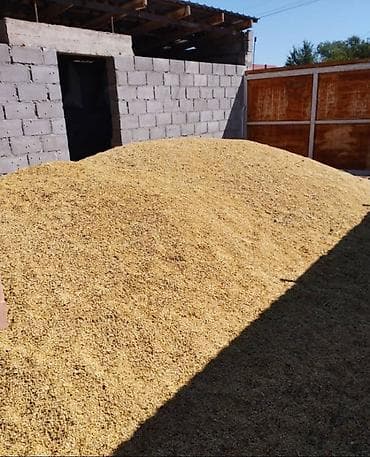 Продаётся ячмень -чистый сухой хорошего качества, из-под комбайна