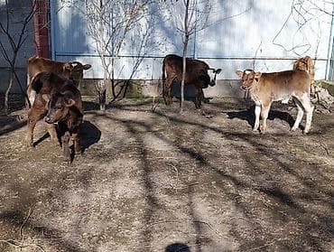 брама чорный: Продаю | Бык (самец) | Алатауская | Для разведения | Искусственник — 3