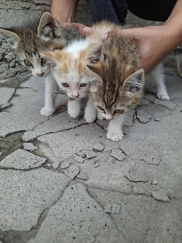 кошка домашний: Отдалим в хорошие руки, очаровательные котята из одного помёта — 1