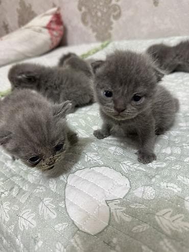котята рыжие: Предлагаются к продаже шотландские вислоухие кошки и котята. Взрослая — 2