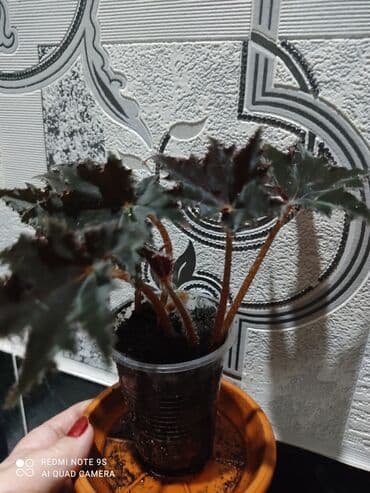 садовая тачка цена: Распродажа Гинура по 100 сом — 27