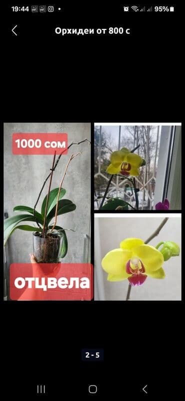 белая орхидея цена: Орхидеи домашние Цветущая 1300 Орхидеи, которые отцвели 750 сом и 1000 — 4