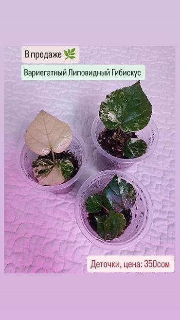 Семена и саженцы: В продаже 🌿 Название сортов написаны на фото — 4