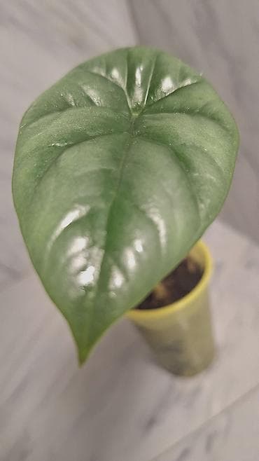 полотер: С комнатные растения (в горшках) 1) Сингониум розовый (Syngonium): - — 7