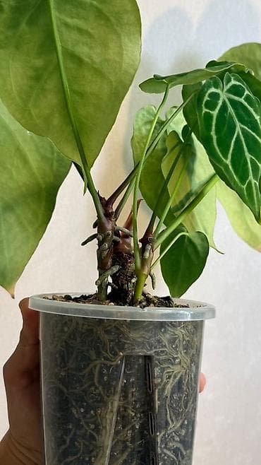 баа: Антуриум Кристаллинум (Anthurium crystallinum) На фото указаны — 4