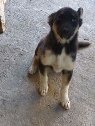 щенки ризеншнауцера в дар: Отдам даром щенка. Девочка, 3 месяца — 3