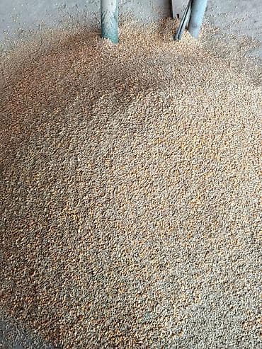 мясо на ошском рынке: 3 в 1 ячмен кукуруза пшеницы 26с Отруби улпак кебек рознычный 22 сом — 8