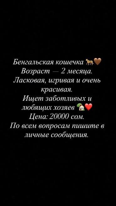 кот бенгальский: Бенгальская, 2 месяца, Девочка — 1