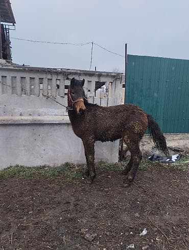 Ветеринар кызматы: Сатам | Бээ (ургаачы) | Жумушка | Асыл тукумдуу — 6