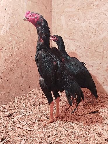 приют для животных ош: Дакан Короздор сатылат 4 штук бар активный алмашу жолдору бар адрес — 2