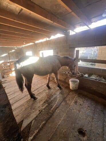 отдам даром охотничью собаку: Продаю | Жеребец | Для разведения — 6