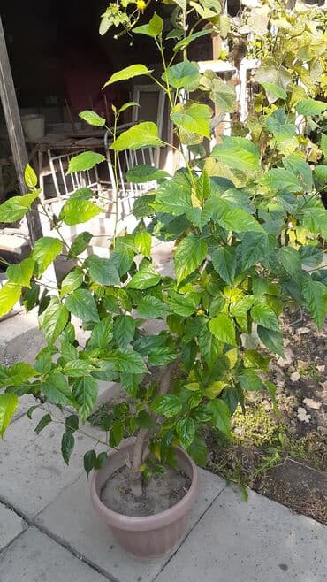 Китайская роза