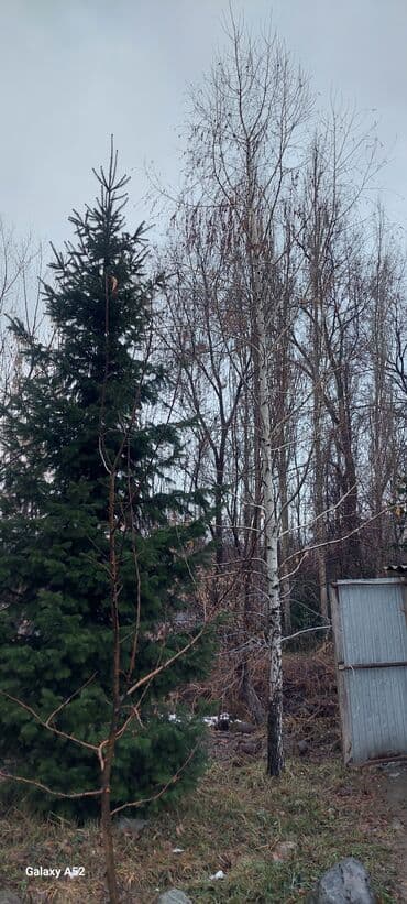 самшит декоративный кустарник: Саженцы деревьев: Пихты, Платная доставка — 1