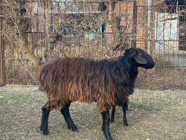 собака офчарка: Продаю | Баран (самец) — 4