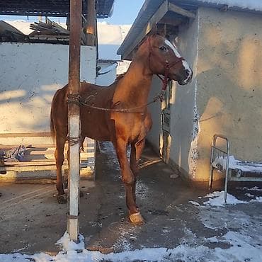 Птицы: Продаю | Жеребец | Рабочий — 3